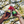 Load image into Gallery viewer, Non alcoholic Negroni bottles on a summer table with chips, grapes, and watermelon near a poolside setting.